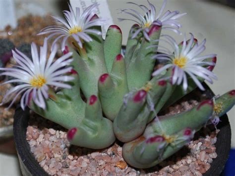 Cactus door hanger summer door hanger fiesta decor cinco de | etsy. Conophytum bilobum subsp. gracilistylum is a small ...