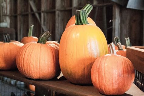 halloween pumpkins autumn free photo on pixabay pixabay
