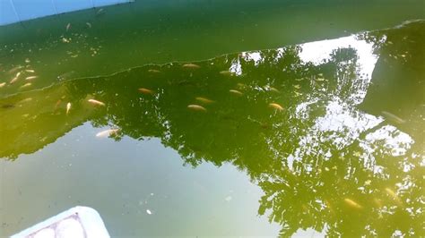 Ukuran watt pompa di sesuaikan dengan luas kolam,besar wadah filter. Wahyu Wijanarko ID: Cara Menjernihkan Air Kolam Ikan ...