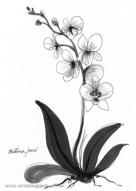These reasons, and many more, are why the orchid flower is such a common tattoo for girls. Orchid Black and white original art minimalist by cristinajaco, $25.00 | Orchid drawing, Flower ...