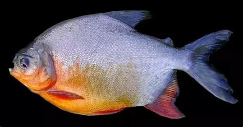 Agar ikan bisa tumbuh lebih sehat, memberikan pakan ikan dalam jumlah yang besar merupakan hal yang salah. √ 6 Cara Budidaya Ikan Bawal Terlengkap