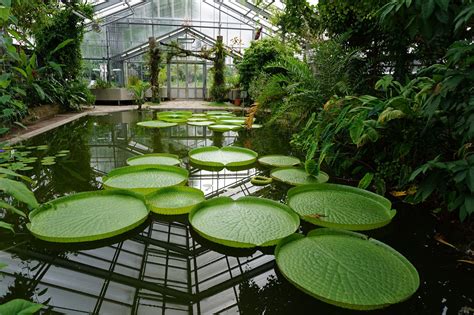 Wichtige sammlungen sind epiphytische kakteen, fleischfressende pflanzen, kalthauspflanzen, arboretum, nutzpflanzen und amorphophallus titanum. Schönster Botanischer Garten Nrw Designer verwenden in ...
