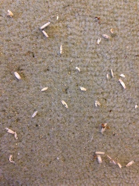 Moth Treatment - Oriental Rug Spa