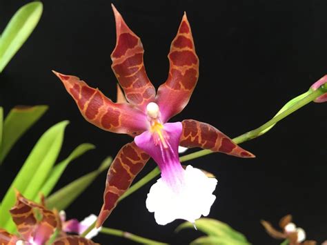 Bela Vista Orchids Miltonia Clowesii