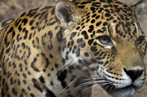 Leopards and Jaguars: How are they Different? | ANIMAL VOGUE