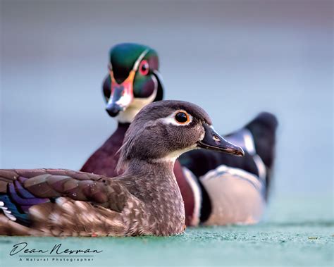 Wood Duck Hen With Drake In Background Dean Newman Photography