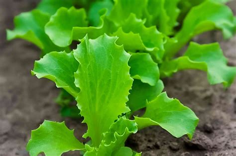 Lettuce Plant Care And Growing Guide