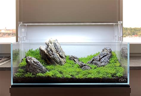 1st Attempt With Aquascaping Dry Start Method Week 2 Raquascape