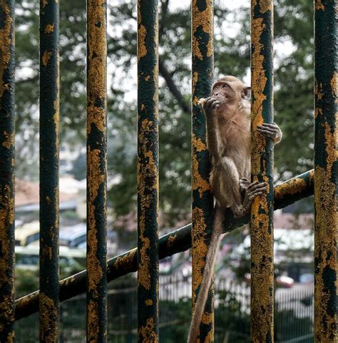 Baby Monkey Hanging At The Back Off Adult Monkey · Free Stock Photo