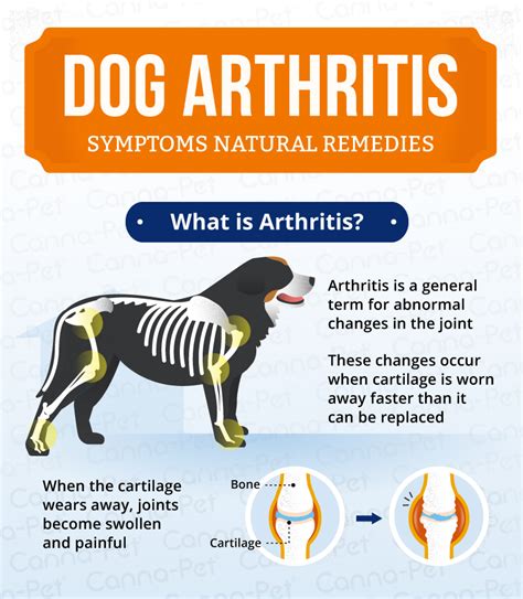 Dog Arthritis Symptoms And Natural Remedies Canna Pet®