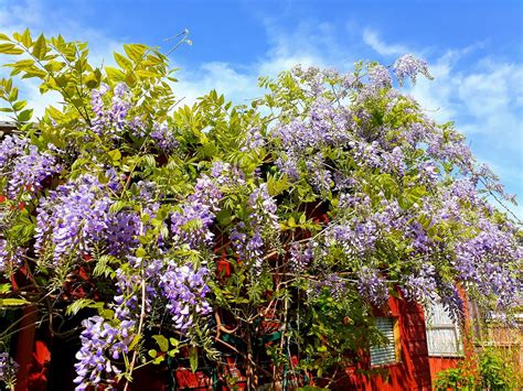 Check out these deals… dwarf d'anjou pear tree bare root only $22.88 (regularly … Home Depot Is Selling Wisteria Trees For Just $23