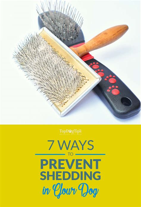 Marty becker has suggestions for keeping it under control. 9 Tips on How to Prevent Shedding in Dogs and Keep Dog ...