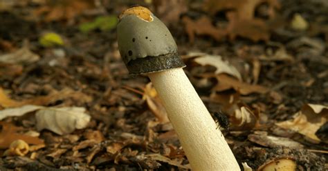 Mushrooms That Smell Like Sperm All Mushroom Info