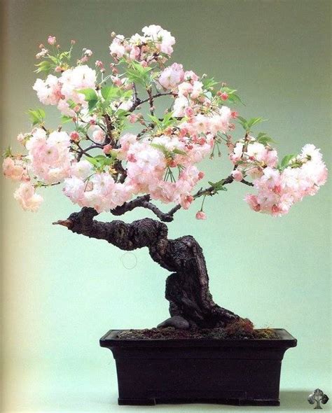 More images for how to care for bonsai » Cherry Blossom Bonsai Care Instructions - XciteFun.net