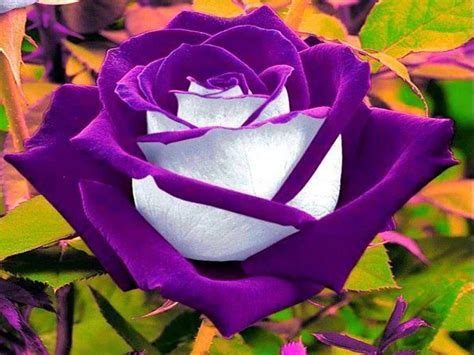 200pcs Rare Flower Purple White Rose Flower For Home Garden Plants