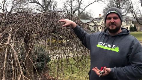 How To Pruning Weeping Cherry Tree Youtube