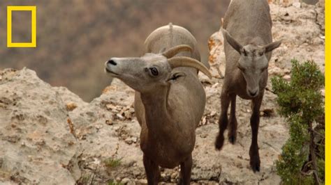 Les Mouflons Rois Du Grand Canyon Youtube
