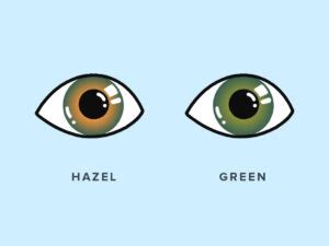 What Color Are Hazel Eyes Warby Parker