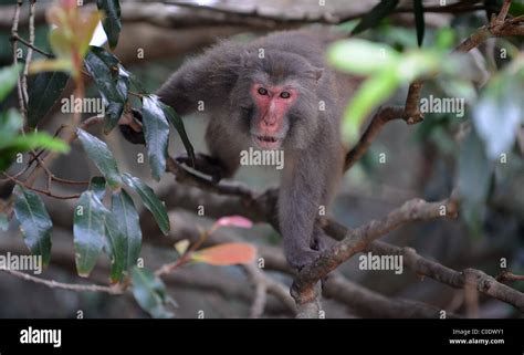 Short tailed monkey hi-res stock photography and images - Alamy