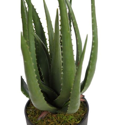 This means that it can store water in its stems, roots, and leaves. Cactus Aloe Artificial 55Cm - Comprar al mejor precio Online