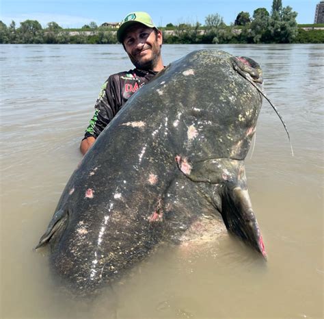 World Record Catfish Caught On Cannibal Shad Red Head