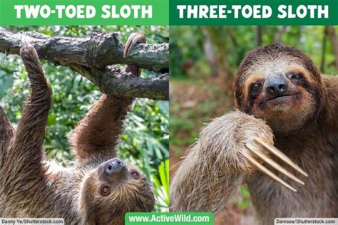 Different Types Of Sloths Sloth Species List With Pictures And Facts