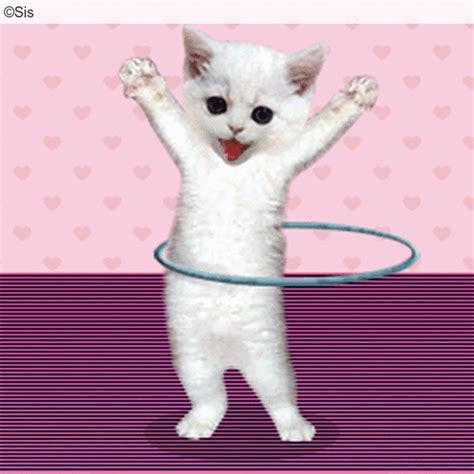 Chat Hoola Hoop Cat Dance Image  Animé