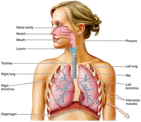 Maybe you would like to learn more about one of these? Pulmonary System - Senior Year Final Project