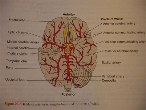 That's where blood vessels come in: Neuronanatomy 5 at Maryville University of St. Louis - StudyBlue