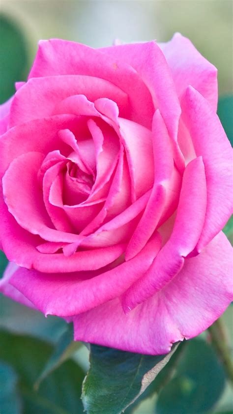 Rose Wallpaper for iPhone (87+ images)