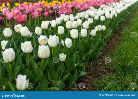 Spring Fields Of Blooming Tulip Beauty Outdoor Scene Stock Image