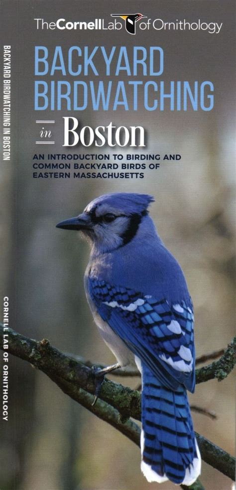 Backyard Birdwatching In Boston All About Birds Pocket Guide®