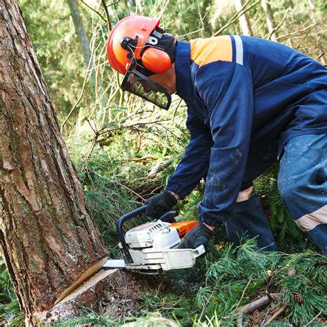 Expert Tree Surgery News And Great Views Arborlife Cobham