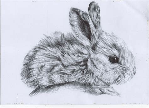 Realistic Cute Baby Animals Drawings