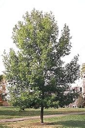 Our inventory is consistently changing, so. Musser Forests, Inc. - Product Info
