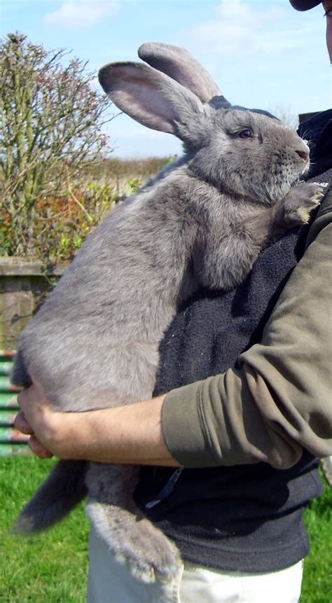 Our Blue Conti Giants Continental Giant Rabbits