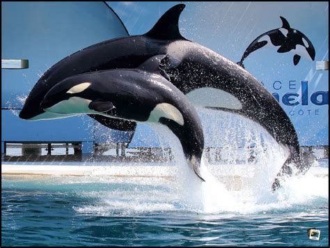Wieso jagen orcas die haie? Links zu Orca´s und Delfinen in Gefangenschaft | Wal ...