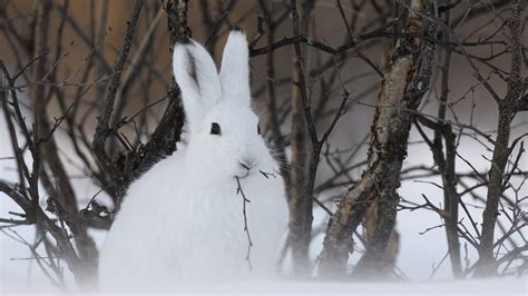 The hare that loves snow - CGTN