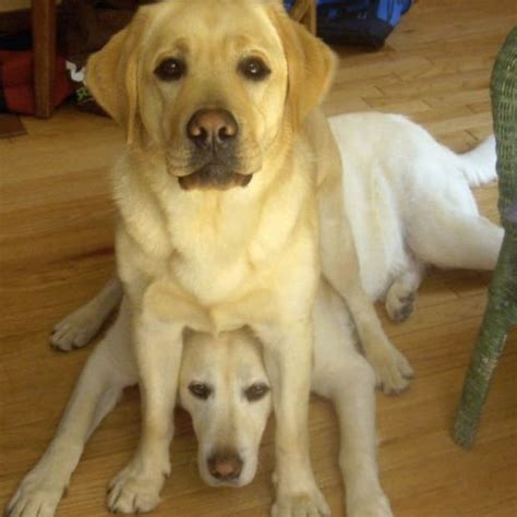 How much money should i pay my 13 year old neighbor to dog sit my 2 dogs for 3 days? 20 Nincompoop Jerks of Dogs Sitting on Other Dogs