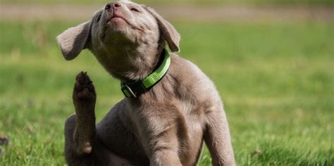 5 Reasons Why Your Dog Is Constantly Scratching Themself Business