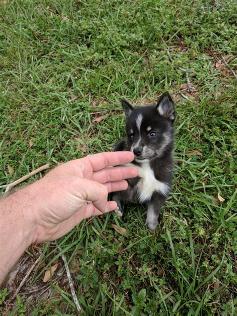 Welcome to colorado klee kai! Alaskan Klee Kai Puppies For Sale | Sebring, FL #251410