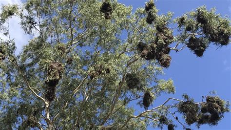 Cairns Birds Bramston Beach Invaded By Metallic Starlings