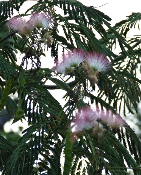 Mimosa Blooms Tsg Mimosa Growing Along Side Swamp In Powde Carl