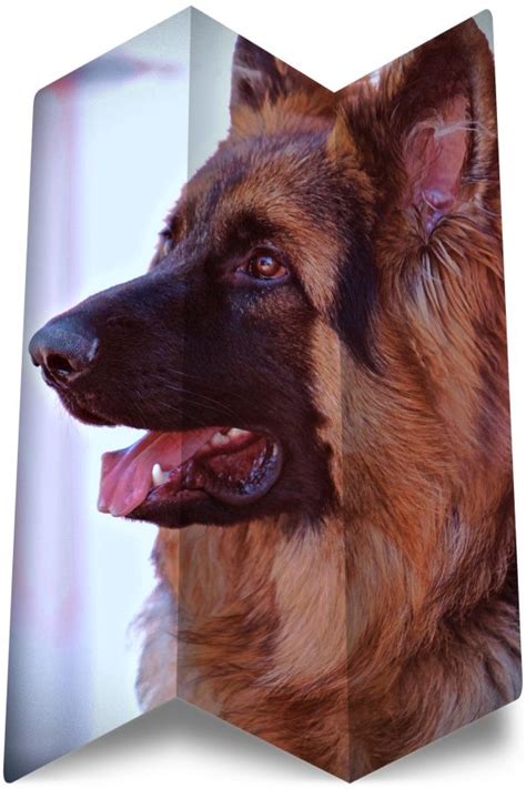 Find thousands of listings of puppies for free on our site. Incredible - german shepherd puppies near me - #german ...