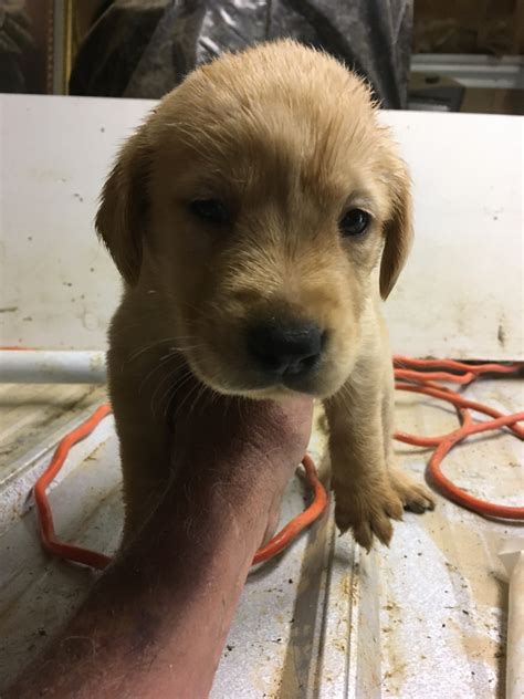 Kimberly, we purchased a toy aussie from you about 5 years ago. Goldador Puppies For Sale | Texas City, TX #297768