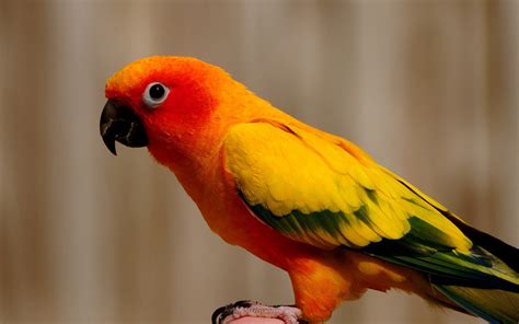 Birds Parrot Wallpapers Hd Desktop And Mobile Backgrounds