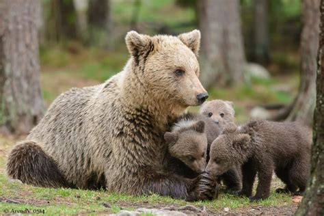 França Vai Libertar Dois Ursos Nos Pirenéus Para Assegurar Futuro Da