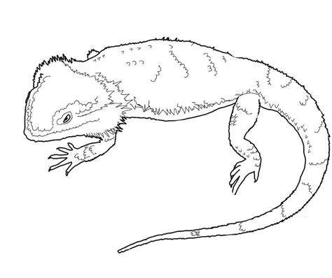 Bearded Dragon Coloring Pages Best Coloring Pages For Kids