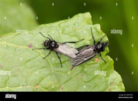 St mark’s fly UK Stock Photo - Alamy