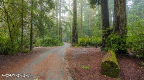 Dogs are allowed on leash on roads and the beach only. Jedediah Smith Redwoods State Park Campground 4 | ProArtInc